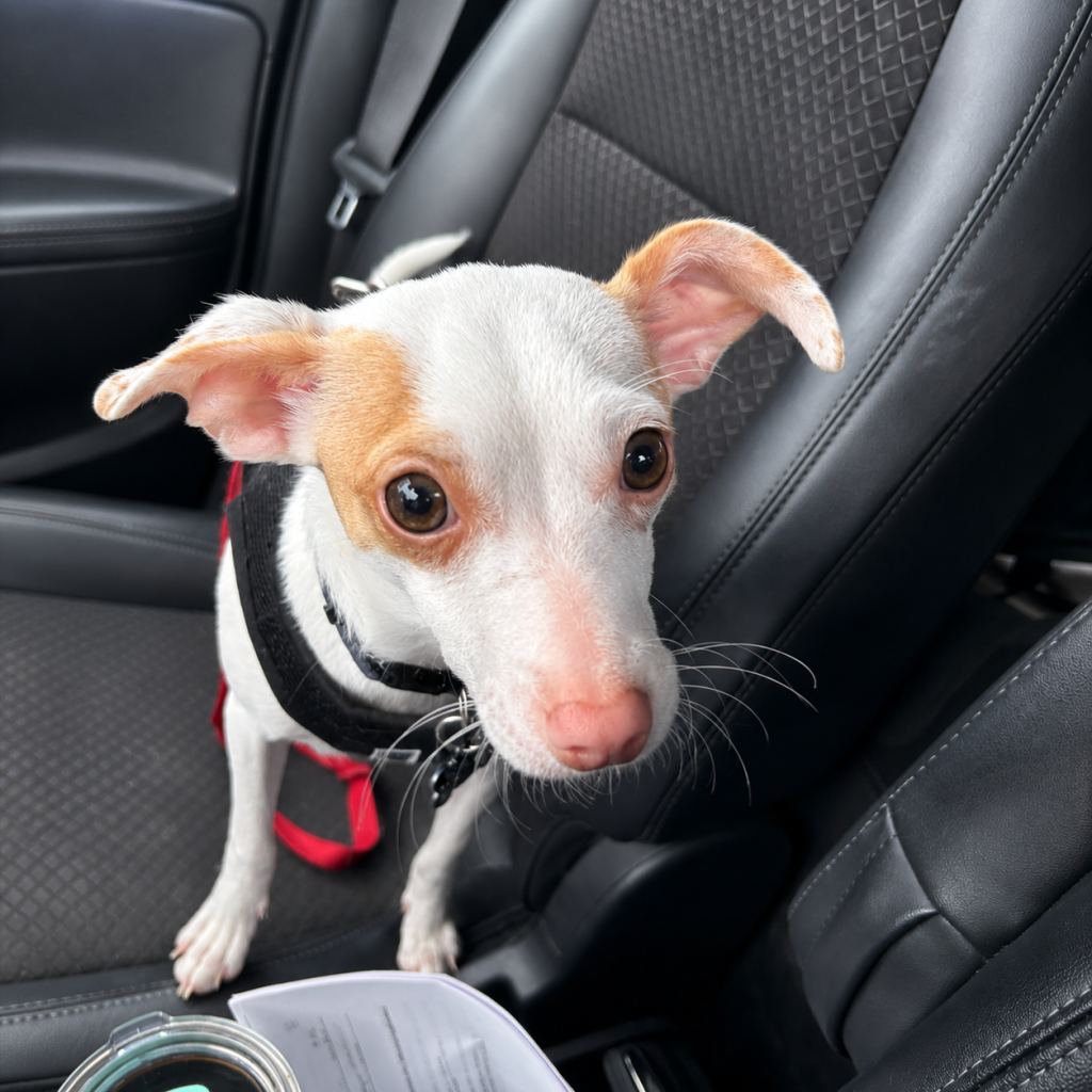 dog