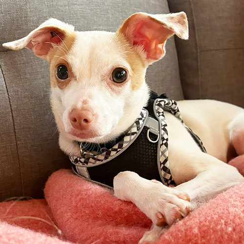 dog