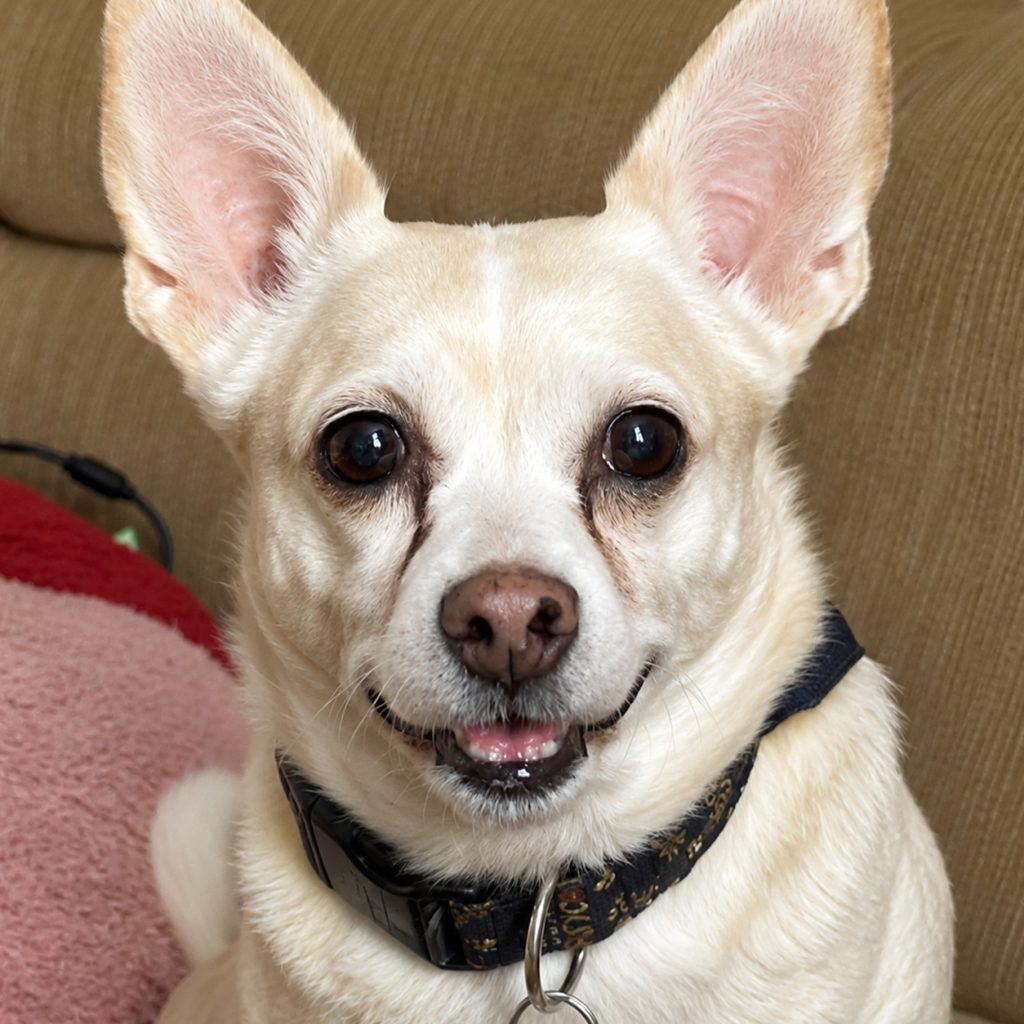 dog