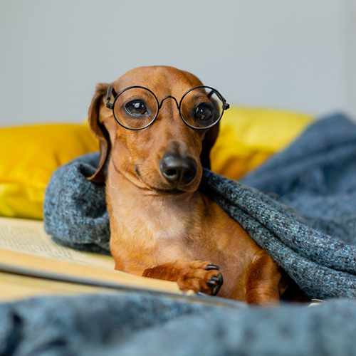 dog blanket